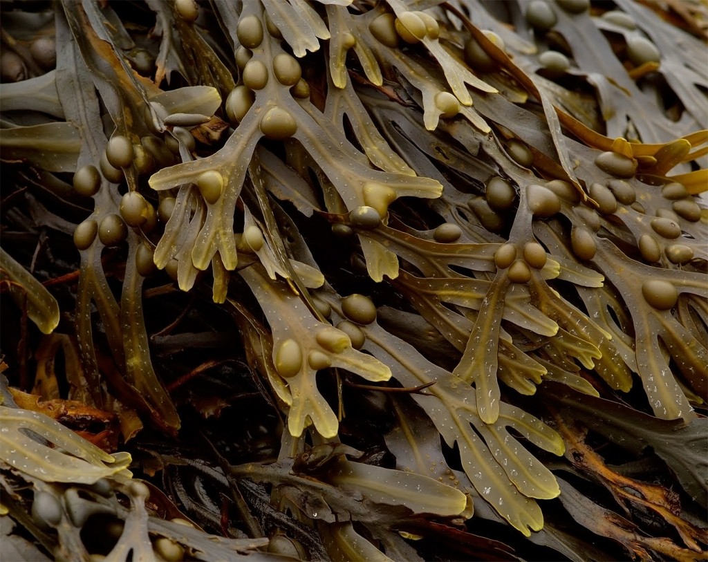 Fucus vesiculosus