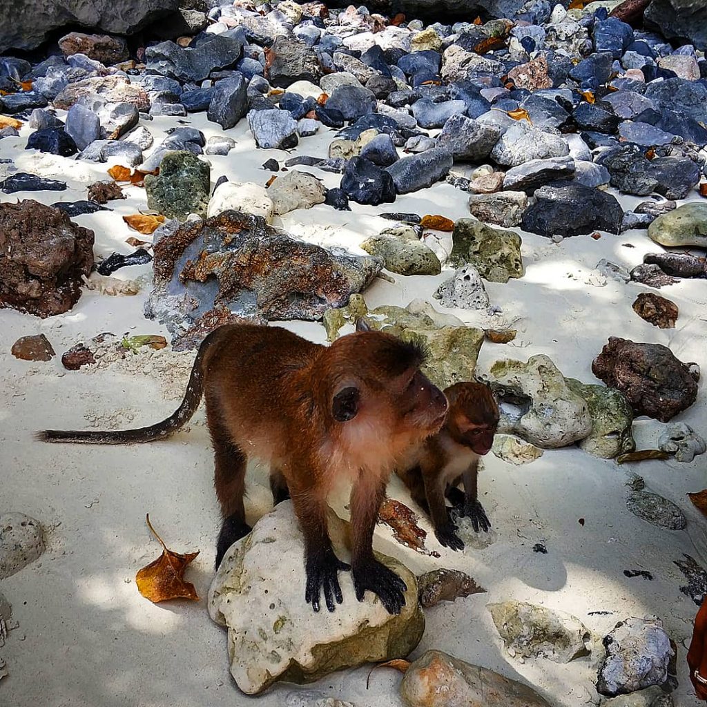 monkey beach phuket