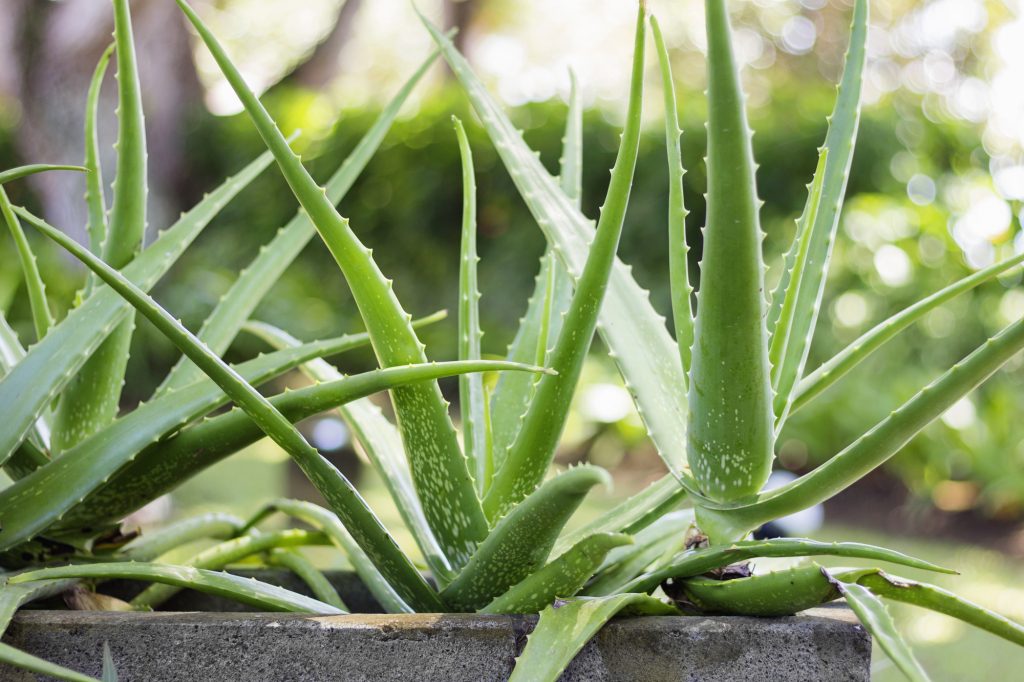 benefici dell'aloe vera sulla pelle