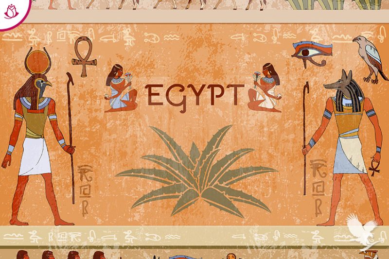 aloe vera in Egitto - benefici dell'aloe vera sulla pelle
